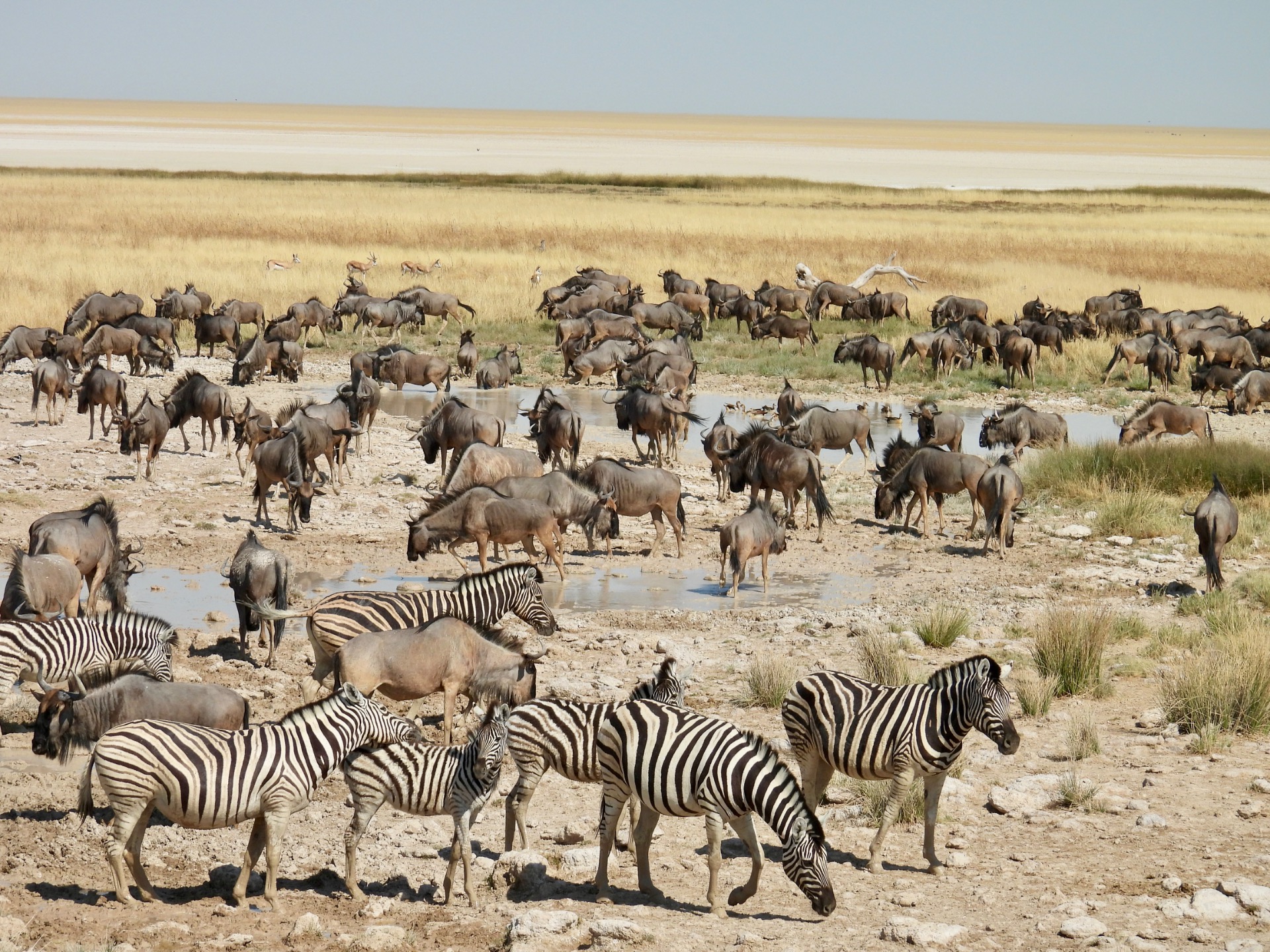 Etosha National Park Namibië 